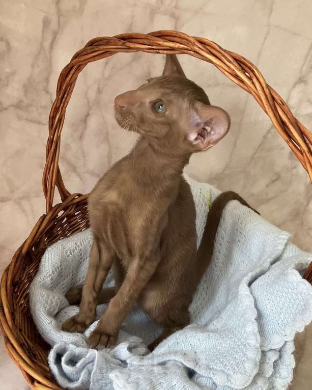 Кошки в Балашихе: Ориентальная кошечка Девочка, 50 руб. - фото 4