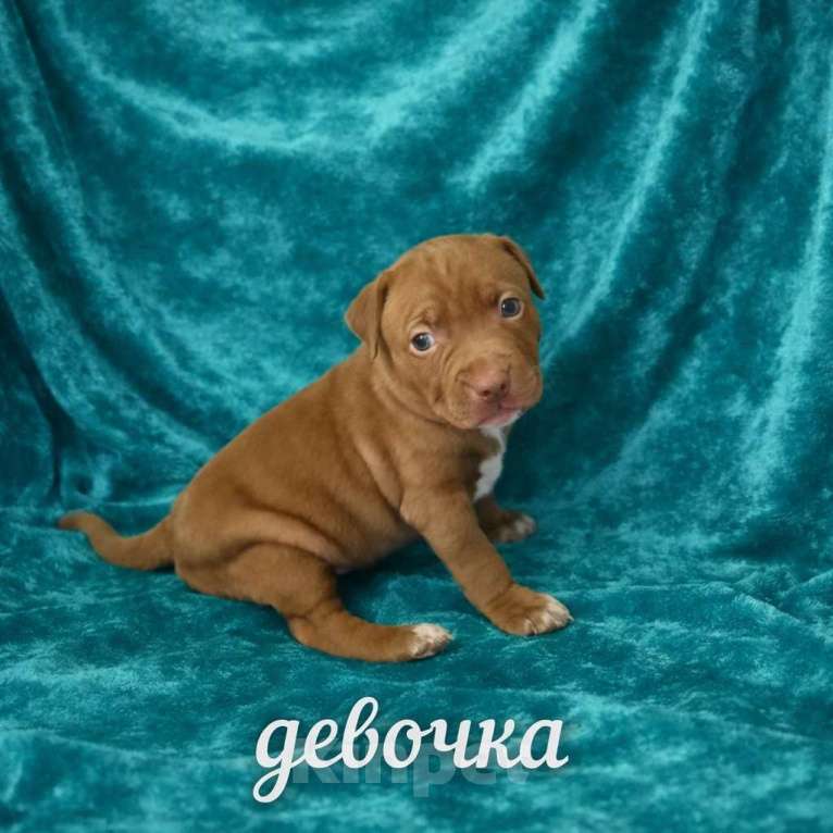 Собаки в Москве: Щенки Американского питбультерьера Мальчик, 40 руб. - фото 2