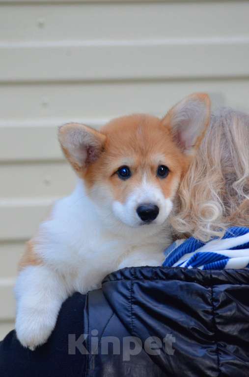 Собаки в Твери: Щенок Вельш Корги Пемброк Девочка, 50 000 руб. - фото 8