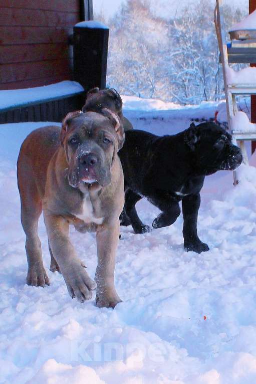 Собаки в Череповце: Мальчик  форментино и две девочки Мальчик, 70 000 руб. - фото 1