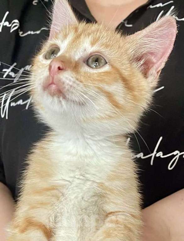 Кошки в Москве: Бесподобные крохи-котята ищут дом Мальчик, Бесплатно - фото 3