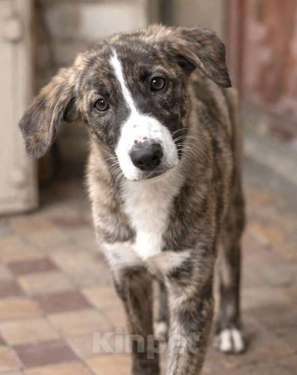 Собаки в Москве: Тигра Терри ищет дом Девочка, Бесплатно - фото 9