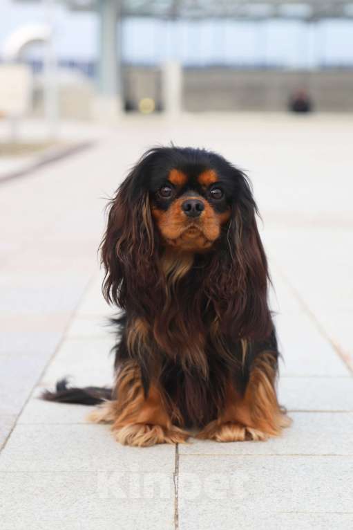 Собаки в Феодосии: Шикарный кобель  ККЧС на вязку Мальчик, 20 000 руб. - фото 5