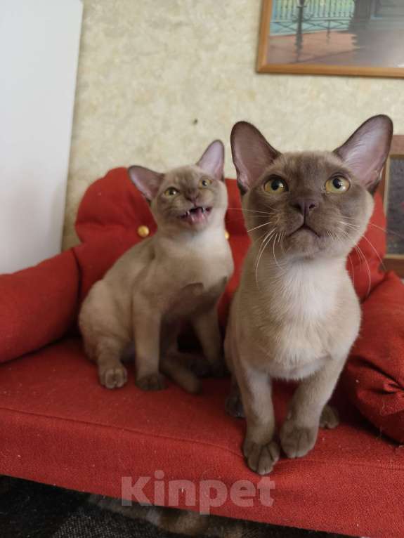 Кошки в Лыткарино: Котята бурма европейская Мальчик, 30 000 руб. - фото 2