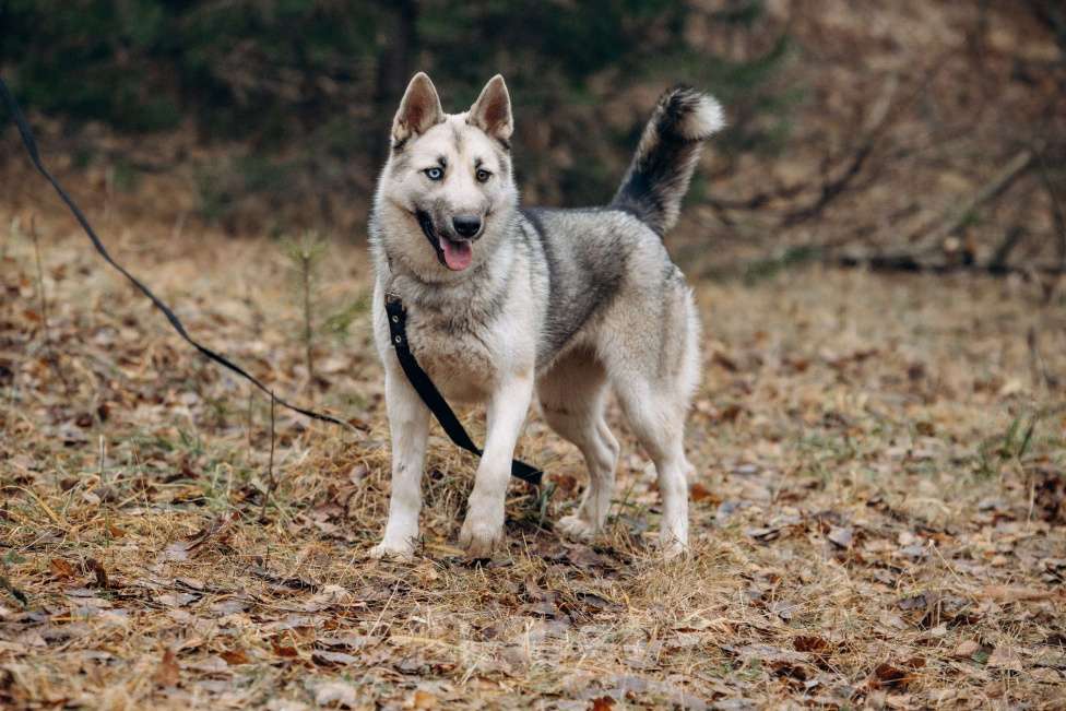 Собаки в других городах Московской области: Молоденькая хасочка, томится в вольере приюта Девочка, Бесплатно - фото 4