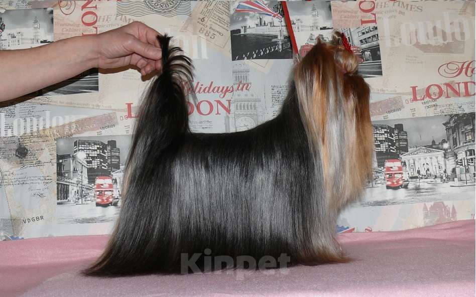 Собаки в Королеве: Йорк для вязки Мальчик, 7 000 руб. - фото 4