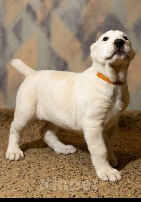 Собаки в Кемерово: Высокопородные щенки среднеазиатской овчарки, д.р. 30.10.25, девочки и мальчики, от Чемпионов Росси  Мальчик, Бесплатно - фото 5