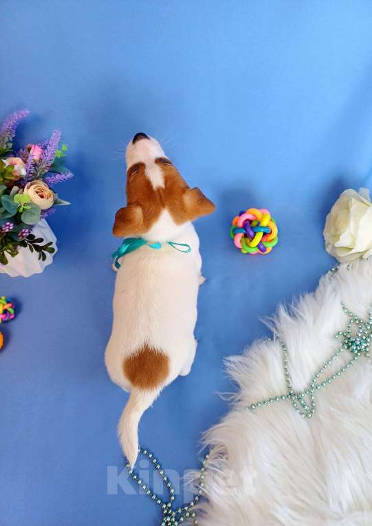 Собаки в Тюмени: Щенки Джек Рассел терьер мальчики и девочки Мальчик, 35 000 руб. - фото 5