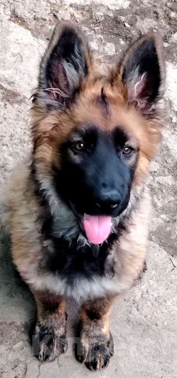 Собаки в Краснодаре: Зонарная девочка Девочка, 55 000 руб. - фото 2