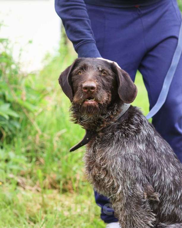 Собаки в Санкт-Петербурге: Красивая породистая собака отдается в дар Девочка, Бесплатно - фото 7