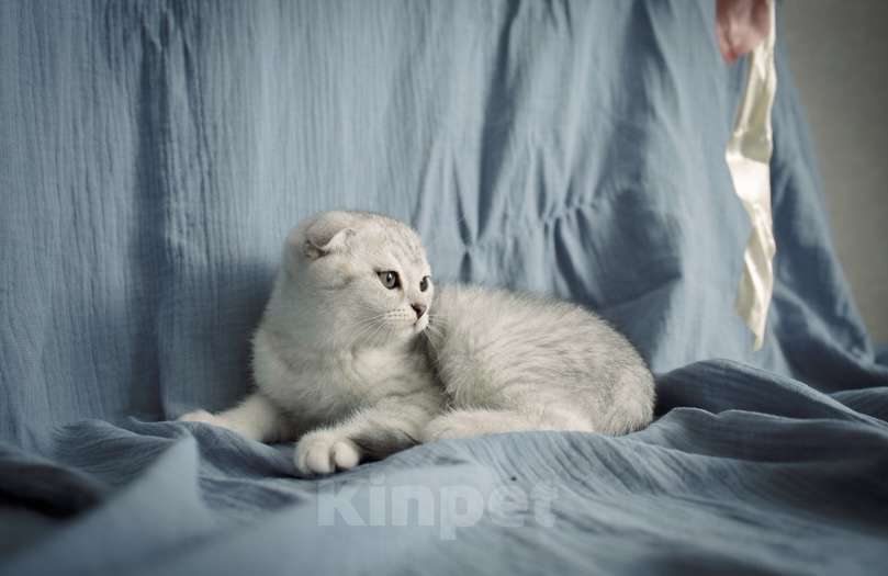 Кошки в Москве: Шотландский вислоухий котенок Мальчик, 17 000 руб. - фото 7