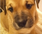 Собаки в Сочи: щенок  майорского  мастифа  (как де бо), 30 000 руб. - фото 1