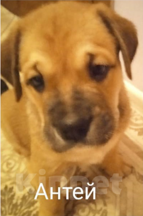 Собаки в Сочи: щенок  майорского  мастифа  (как де бо), 30 000 руб. - фото 1