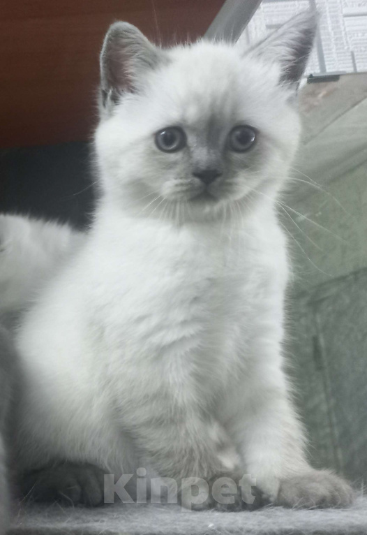 Кошки в Москве: Шотландская девочка колор-поинт с документами Девочка, 20 000 руб. - фото 4