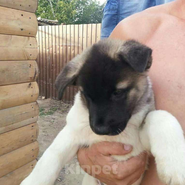 Собаки в Волгодонске: Американская акита, 38 000 руб. - фото 1