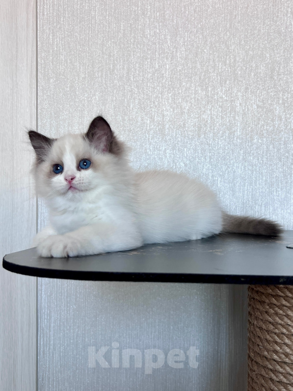 Кошки в Москве: Котёнок Рэгдолл Разнополые, 90 000 руб. - фото 3