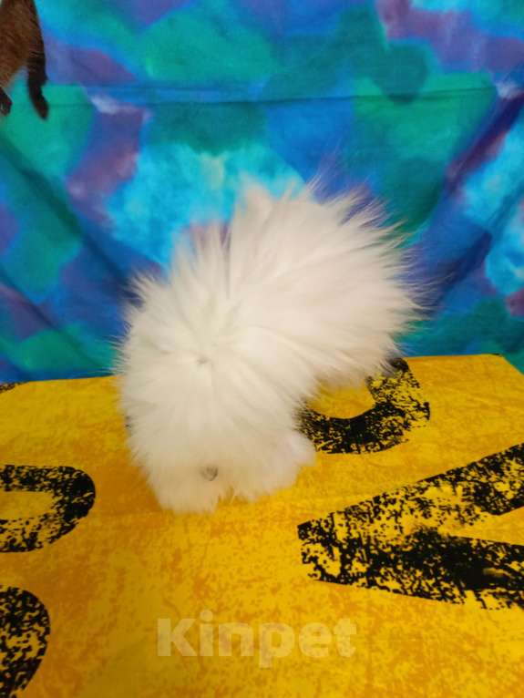 Кошки в Санкт-Петербурге: Девочка ds 22 Девочка, 35 000 руб. - фото 3