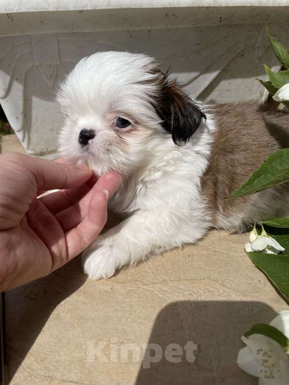 Собаки в Москве: Эксклюзивчик, мини мальчик  Мальчик, 45 000 руб. - фото 6