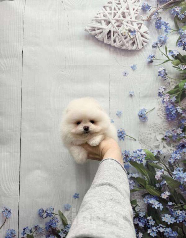 Собаки в Москве: Мальчик померанчик Мальчик, 30 000 руб. - фото 1