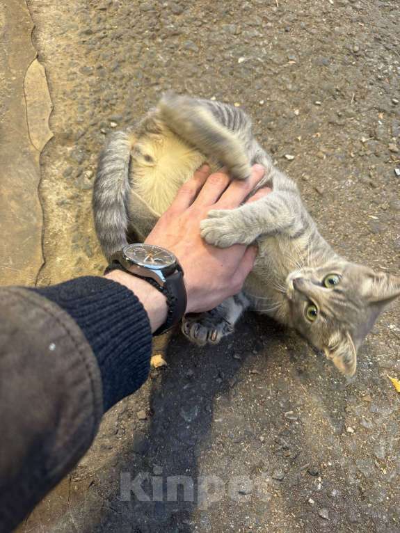 Кошки в Москве: Котёнок в заботливые руки Мальчик, Бесплатно - фото 5