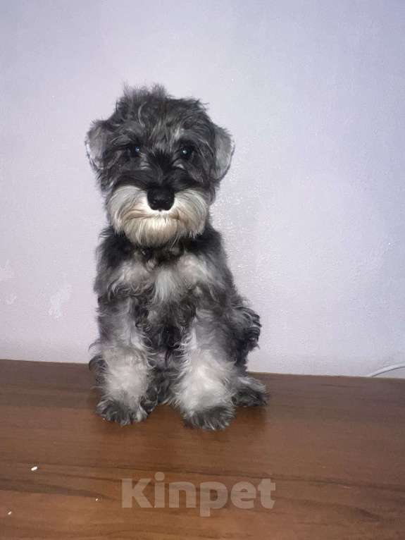 Собаки в Ставрополе: Щенок цвергшнауцер  Девочка, 40 000 руб. - фото 1