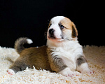 Собаки в Ярославле: Вельш-корги пемброк щенки Мальчик, 60 000 руб. - фото 1