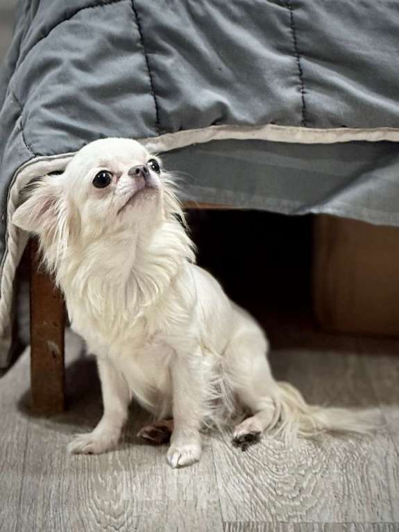 Собаки в Великом Новгороде: Мини девочка  Девочка, 35 000 руб. - фото 3