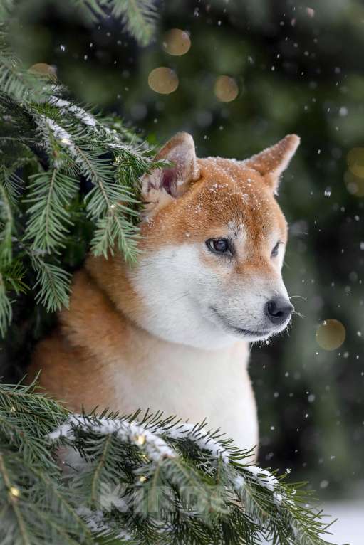 Собаки в Челябинске: Приглашаем к вязке Мальчик, 10 000 руб. - фото 4