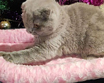 Кошки в Ульяновске: Британская короткошерстная кошка Девочка, 55 000 руб. - фото 4