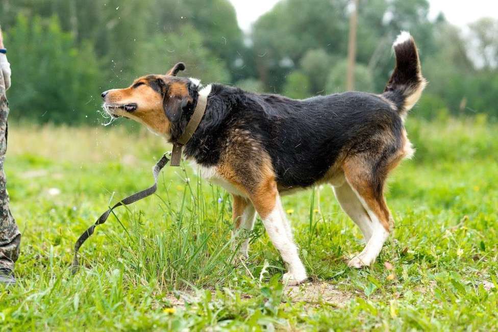 Собаки в Воскресенске: Большой Бим с большим сердцем в поисках дома! Мальчик, Бесплатно - фото 6