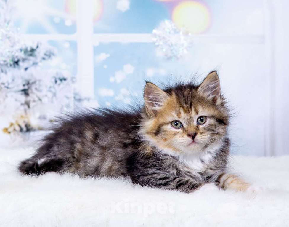 Кошки в Москве: Девочка Эмбер Девочка, 50 000 руб. - фото 2