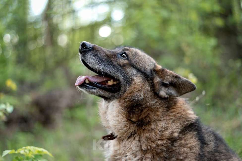 Собаки в Москве: Метис корги Девочка, Бесплатно - фото 3