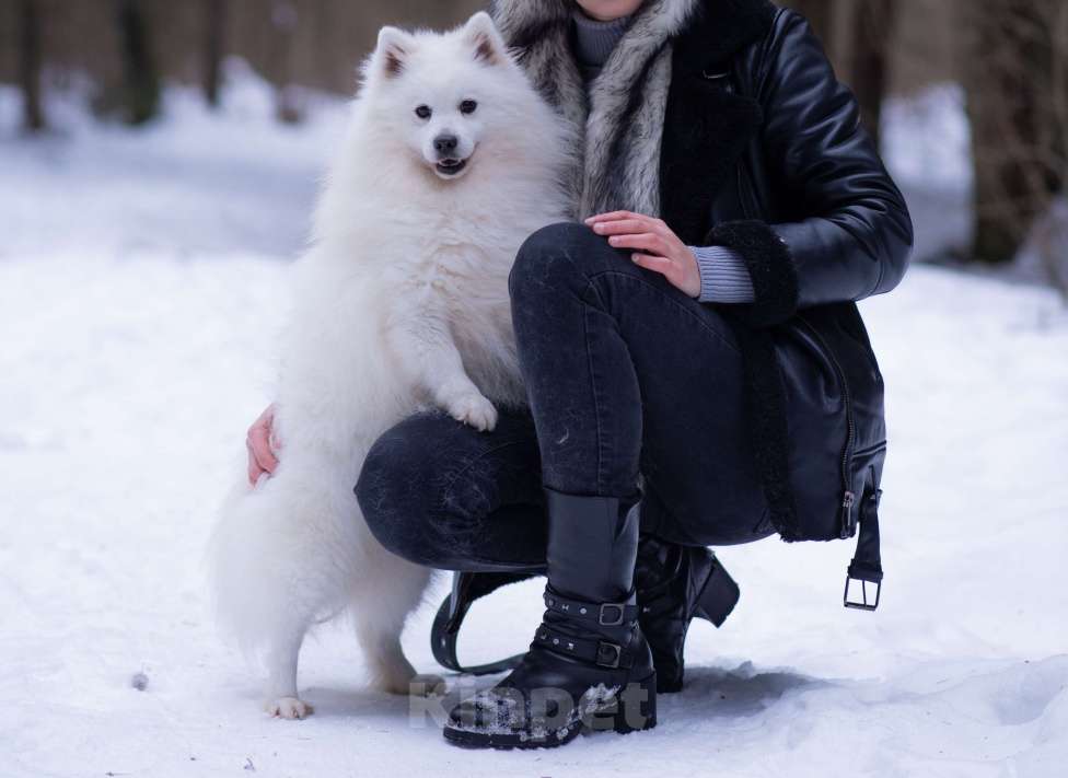 Собаки в Москве: Японский шпиц в добрые руки  Мальчик, Бесплатно - фото 2