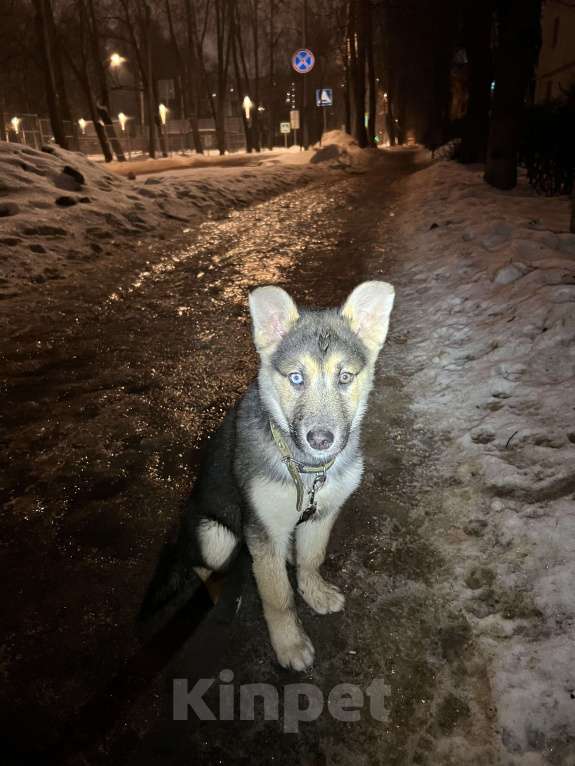 Собаки в Лобне: Найдена Собака. Лобня. микрорайон Букино. Мальчик, Бесплатно - фото 3