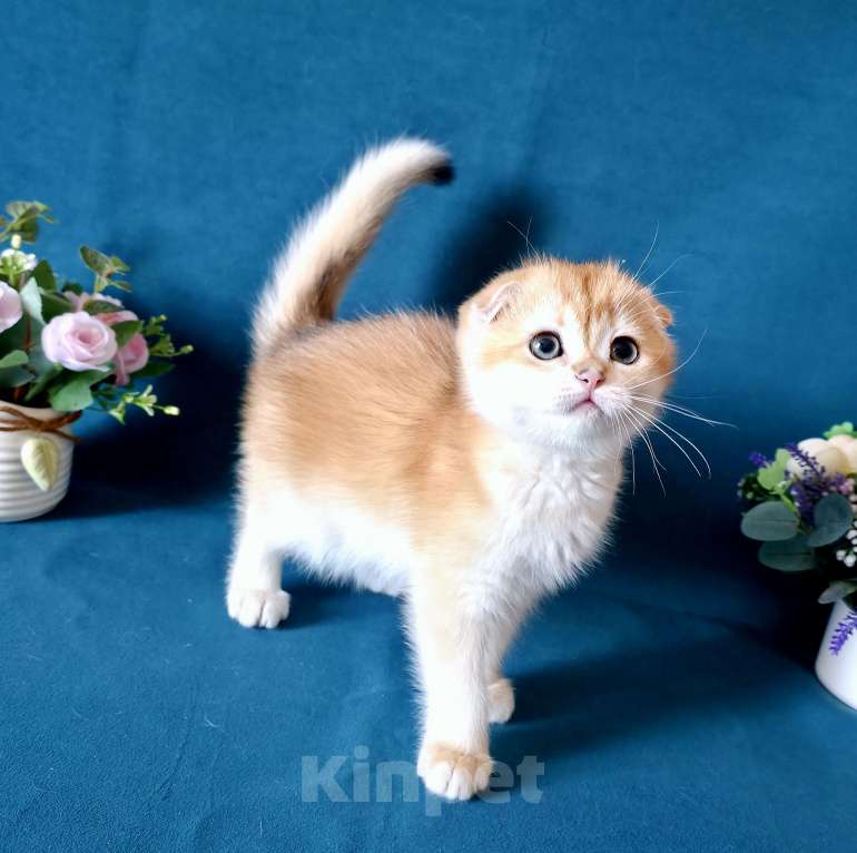 Кошки в Калуге: Richard SFS ny 12 Мальчик, Бесплатно - фото 3