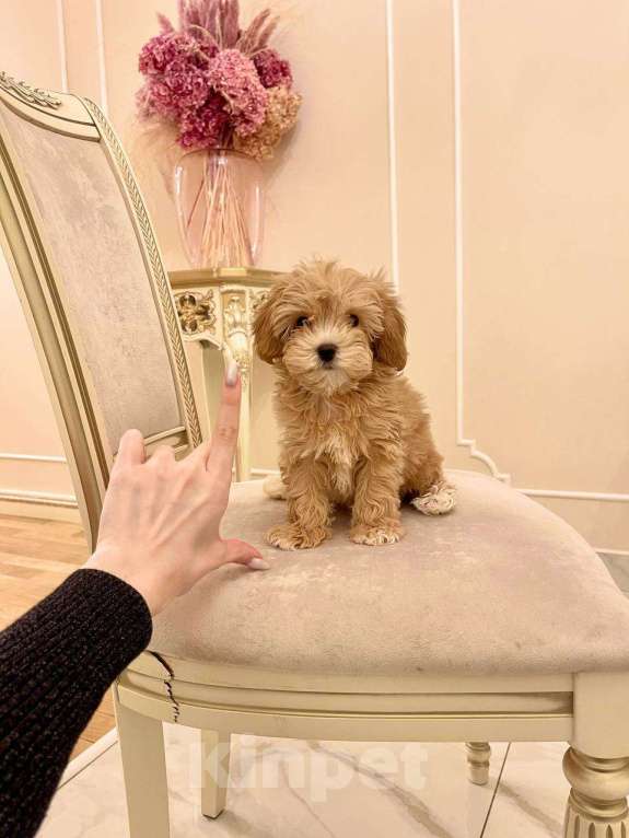 Собаки в Москве: Малыш Мальтипу f1 Мальчик, 110 000 руб. - фото 5