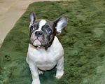 Собаки в Москве: Французские бульдоги Девочка, 100 000 руб. - фото 7