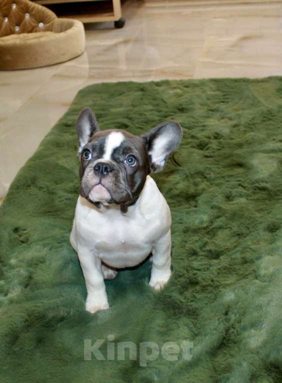Собаки в Москве: Французские бульдоги Девочка, 100 000 руб. - фото 7