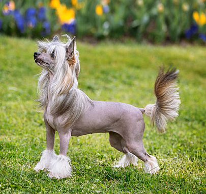 Китайская хохлатая собака