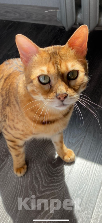 Кошки в Москве: Бенгал в добрые руки  Мальчик, Бесплатно - фото 3