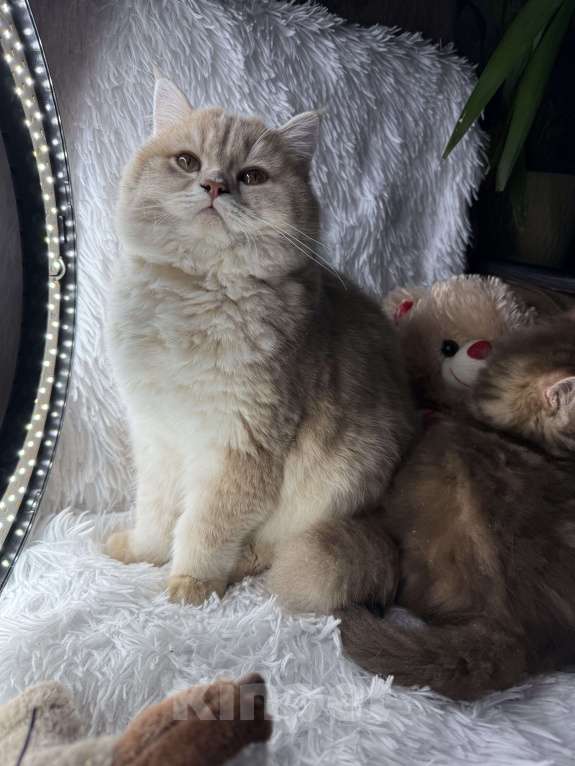 Кошки в Люберцах: Шотландский котенок Мальчик, Бесплатно - фото 4