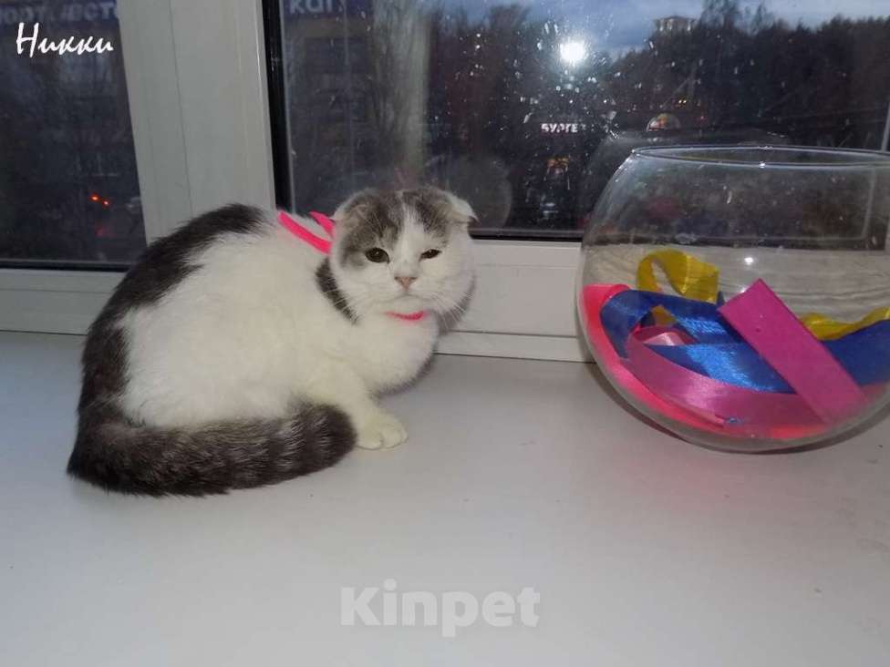 Кошки в Москве: Шотландская вислоухая девочка Девочка, 20 000 руб. - фото 1