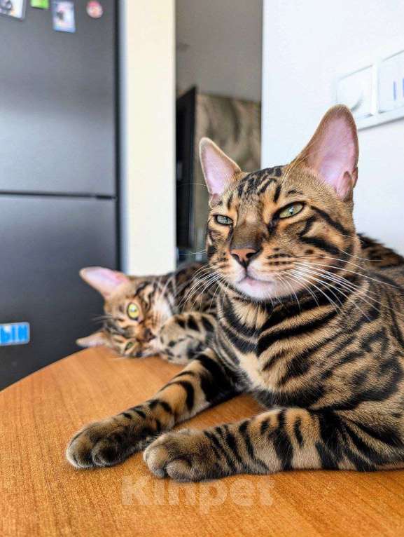 Кошки в Мурманске: Шикарный молодой бенгал Мальчик, 70 000 руб. - фото 4