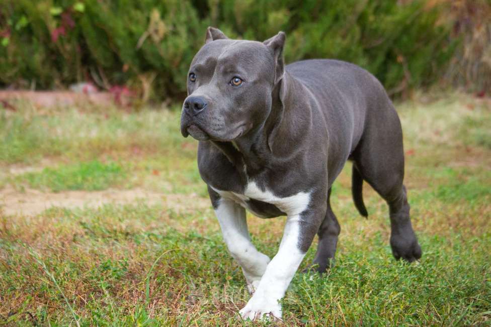 Собаки в других городах Московской области: Американский булли Девочка, 70 000 руб. - фото 1