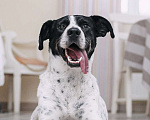 Собаки в Москве: Веселый и позитивный пес Макс ищет дом! Мальчик, Бесплатно - фото 5