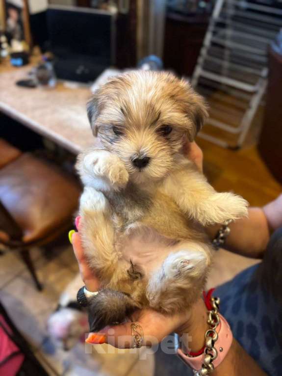 Собаки в Москве: Николь Девочка, 100 000 руб. - фото 4