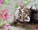 Кошки в Химках: Шотландские прямоухие котята Разнополые, 15 000 руб. - фото 2