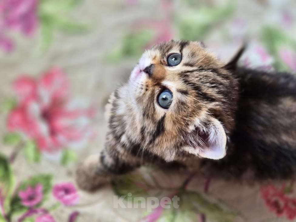 Кошки в Химках: Шотландские прямоухие котята Разнополые, 15 000 руб. - фото 2
