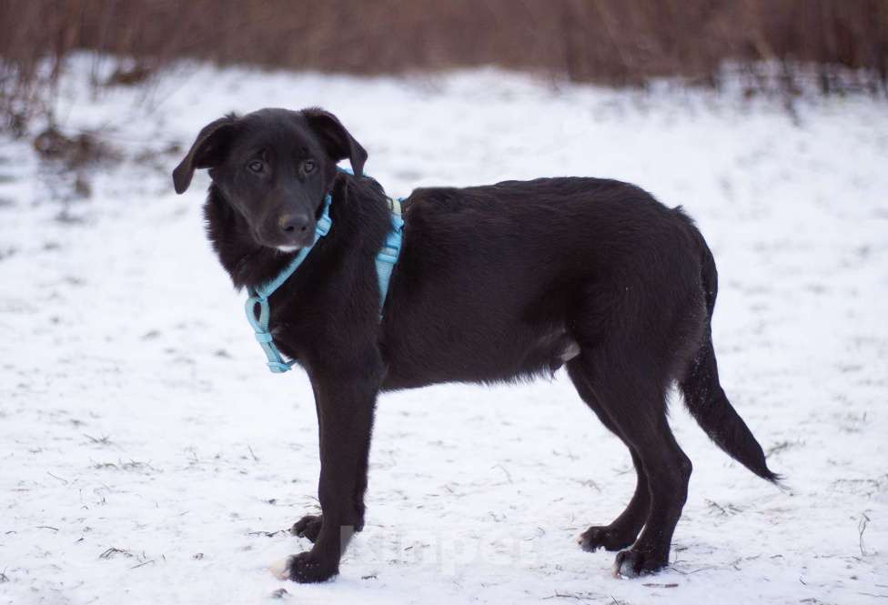 Собаки в Москве: Нежный и самый ласковый Уинтер в добрые руки Мальчик, Бесплатно - фото 4