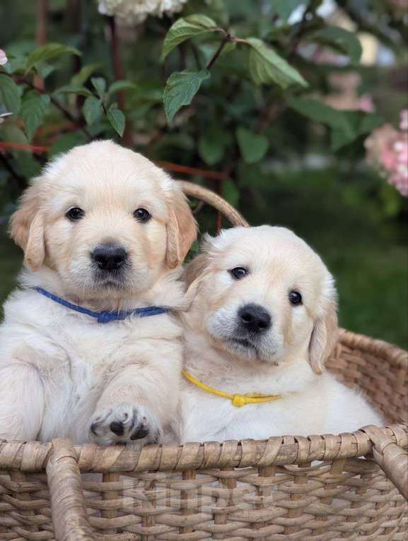 Собаки в Ижевске: Праймис Анима Вичи Девочка, 65 000 руб. - фото 8